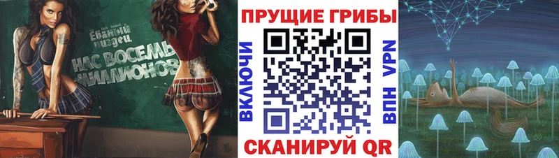 сколько стоит  Бугуруслан  Галлюциногенные грибы Psilocybine cubensis 